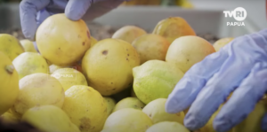 Botol kombucha Ruma Papua dengan bahan lokal khas Papua sebagai minuman sehat untuk Papua